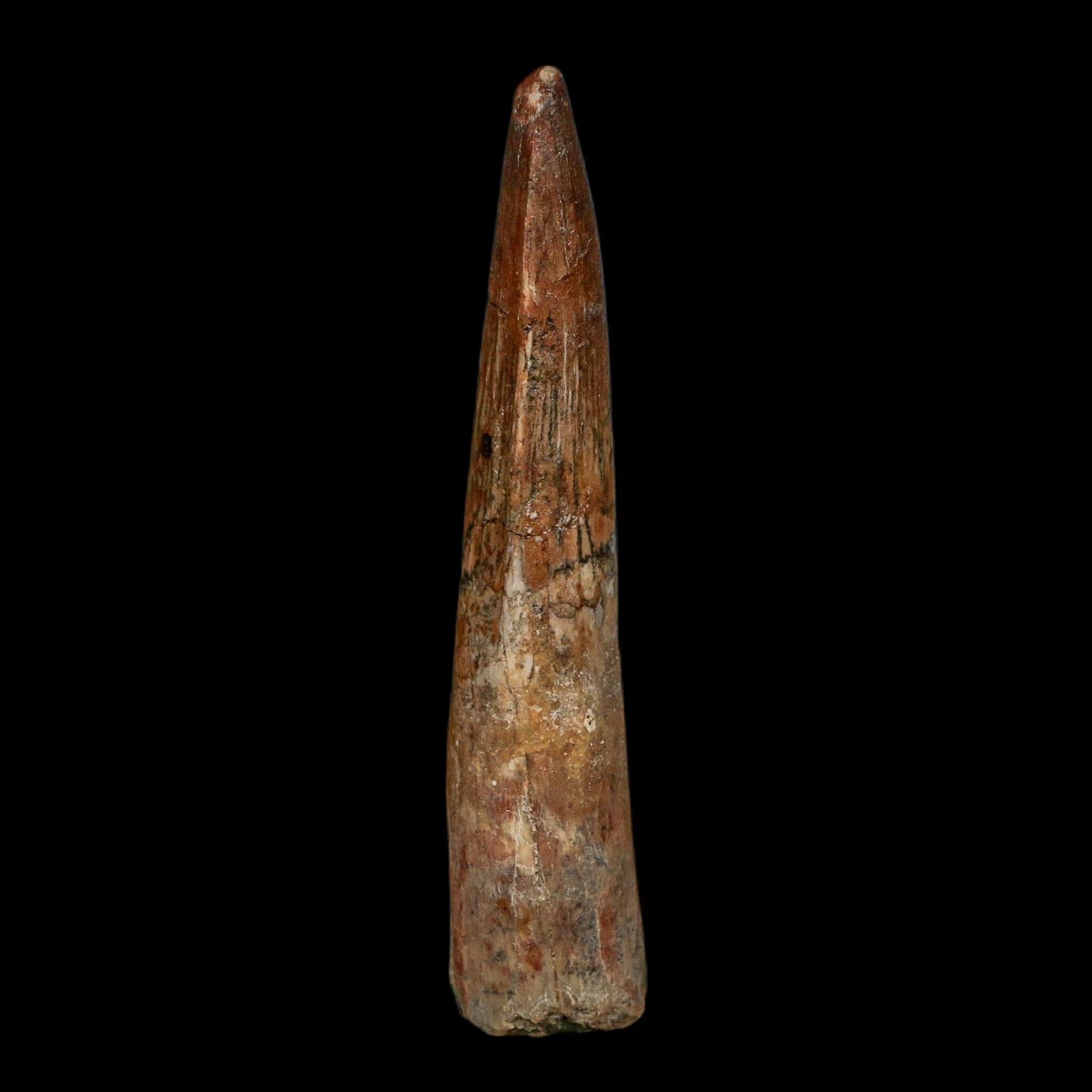 XL 3.6" Spinosaurus Fossil Tooth 100 Million Years Old Cretaceous Dinosaur COA