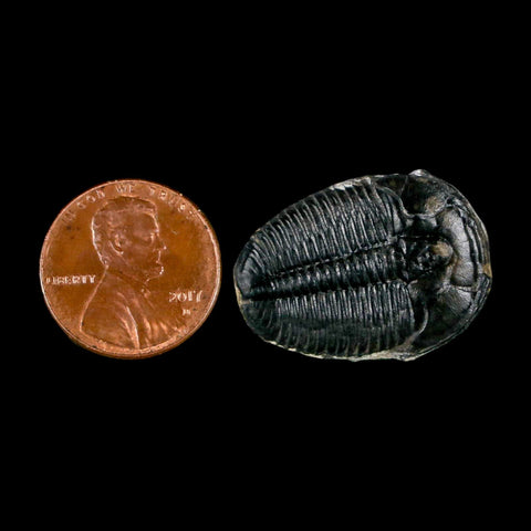 1" Elrathia Kingi Trilobite Fossil Utah Cambrian Age 521 Million Years Old COA - Fossil Age Minerals