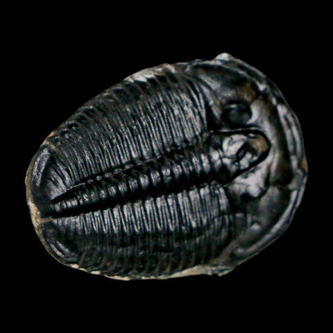 1" Elrathia Kingi Trilobite Fossil Utah Cambrian Age 521 Million Years Old COA - Fossil Age Minerals