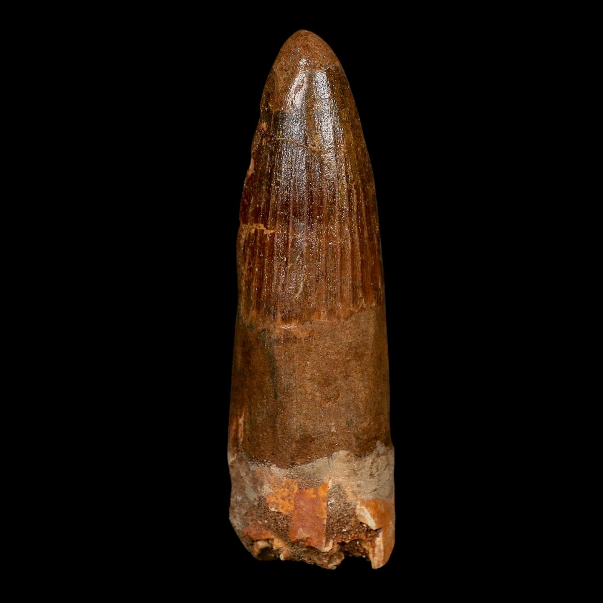 XL 3.6" Spinosaurus Fossil Tooth 100 Million Years Old Cretaceous Dinosaur COA