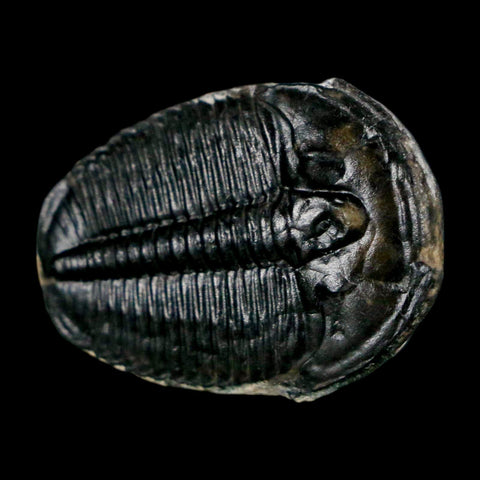 1" Elrathia Kingi Trilobite Fossil Utah Cambrian Age 521 Million Years Old COA - Fossil Age Minerals