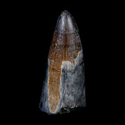 2.1" Sarcosuchus Imperator Crocodile Fossil Tooth Elrhaz FM Cretaceous Niger COA