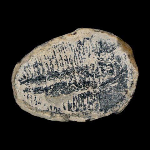 1" Elrathia Kingi Trilobite Fossil Utah Cambrian Age 521 Million Years Old COA - Fossil Age Minerals