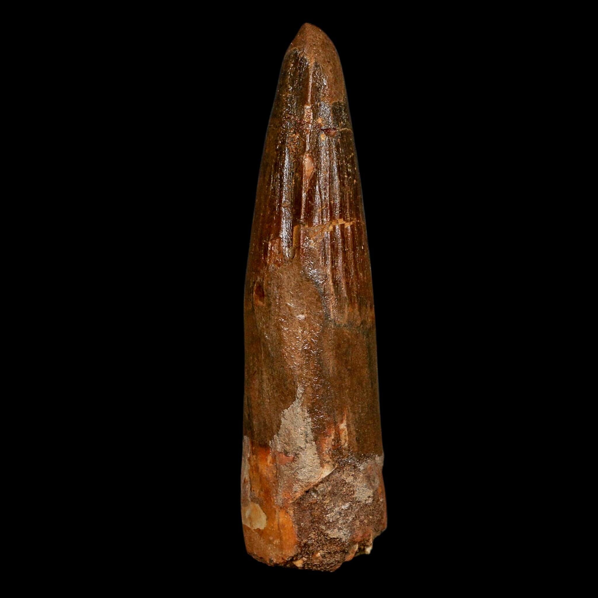 XL 3.6" Spinosaurus Fossil Tooth 100 Million Years Old Cretaceous Dinosaur COA