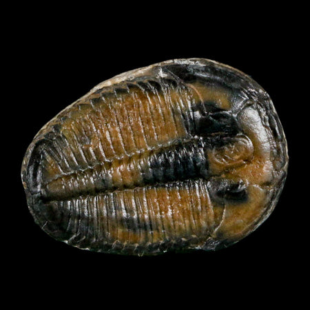 1.1" Elrathia Kingi Trilobite Fossil Utah Cambrian Age 521 Million Years Old COA