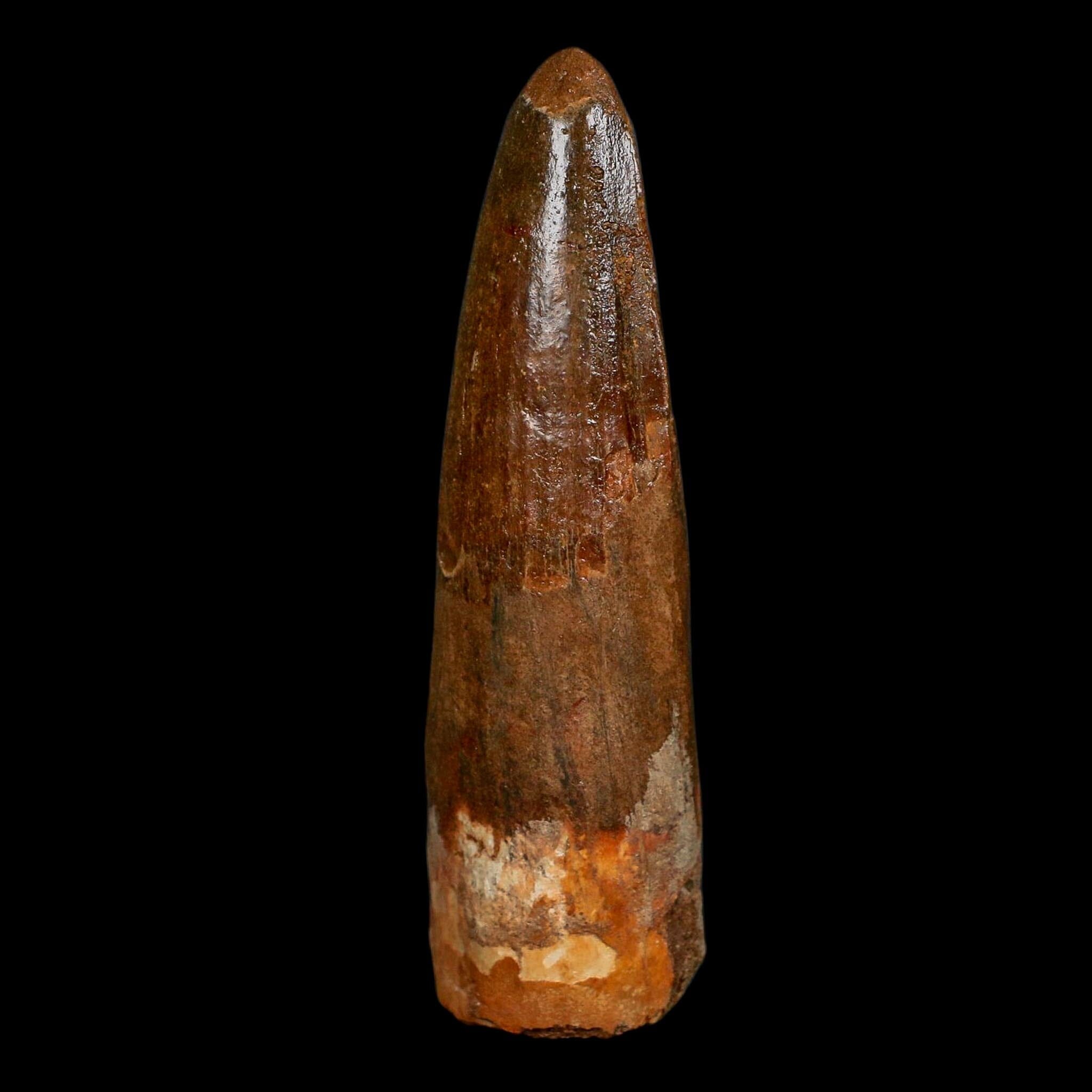 XL 3.6" Spinosaurus Fossil Tooth 100 Million Years Old Cretaceous Dinosaur COA