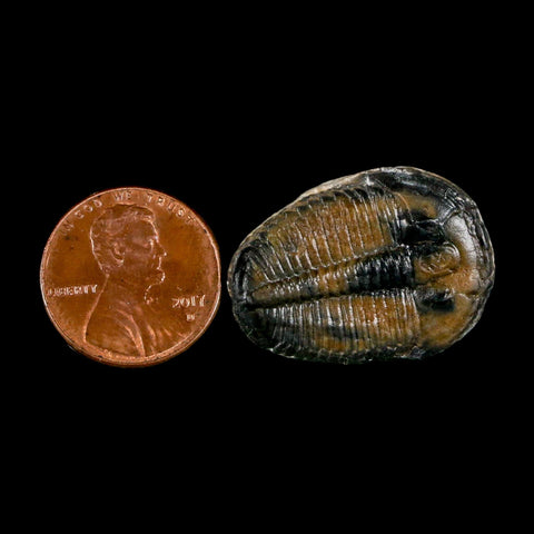 1.1" Elrathia Kingi Trilobite Fossil Utah Cambrian Age 521 Million Years Old COA - Fossil Age Minerals