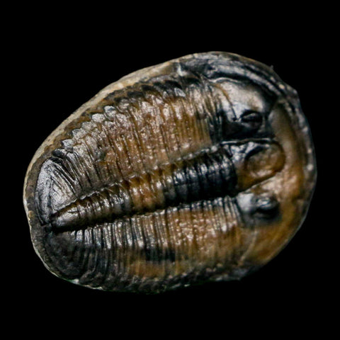 1.1" Elrathia Kingi Trilobite Fossil Utah Cambrian Age 521 Million Years Old COA - Fossil Age Minerals