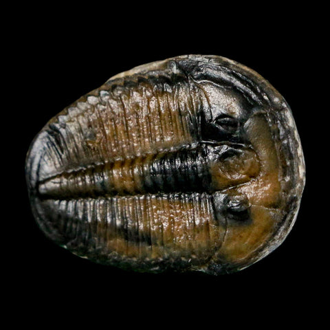 1.1" Elrathia Kingi Trilobite Fossil Utah Cambrian Age 521 Million Years Old COA - Fossil Age Minerals