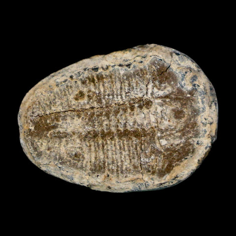 1.1" Elrathia Kingi Trilobite Fossil Utah Cambrian Age 521 Million Years Old COA - Fossil Age Minerals
