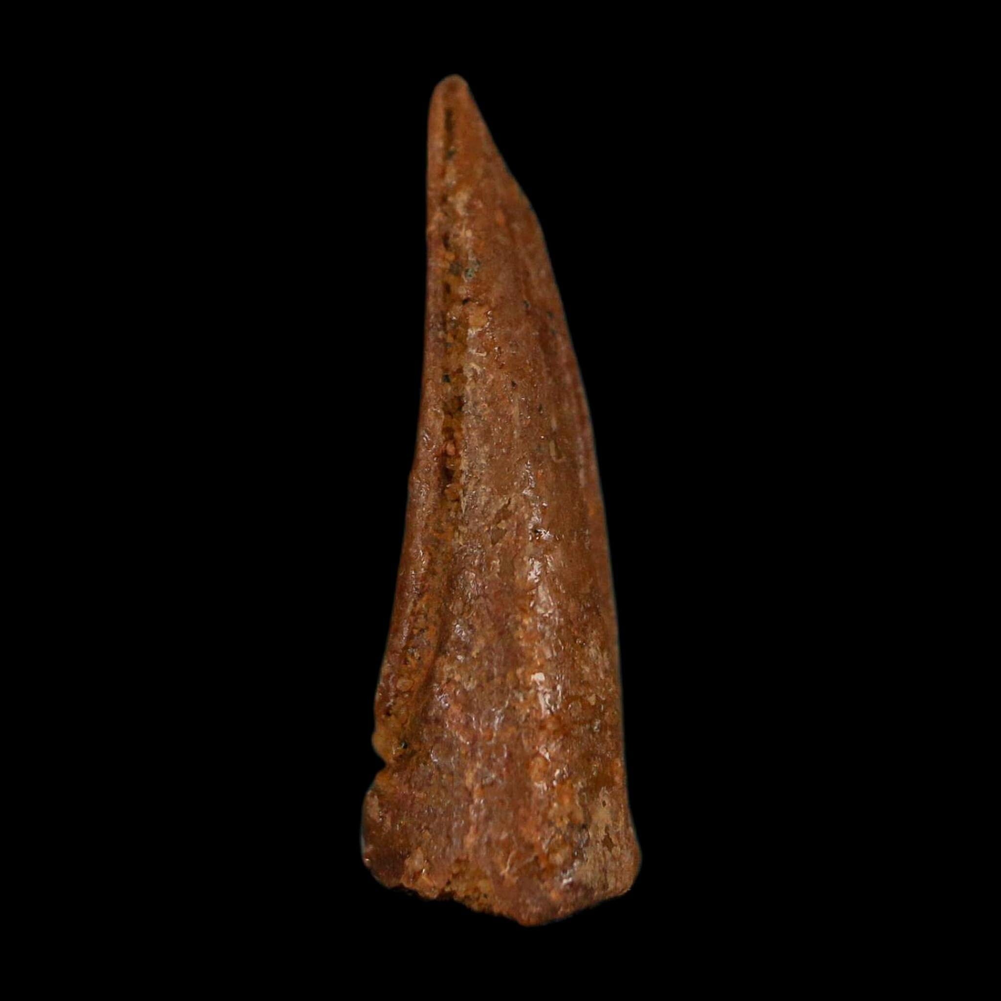 0.7" Dromaeosaurid Raptor Fossil Claw Cretaceous Age Dinosaur COA, Display - Fossil Age Minerals