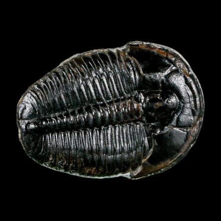 1" Elrathia Kingi Trilobite Fossil Utah Cambrian Age 521 Million Years Old COA
