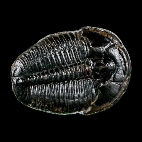 1" Elrathia Kingi Trilobite Fossil Utah Cambrian Age 521 Million Years Old COA - Fossil Age Minerals