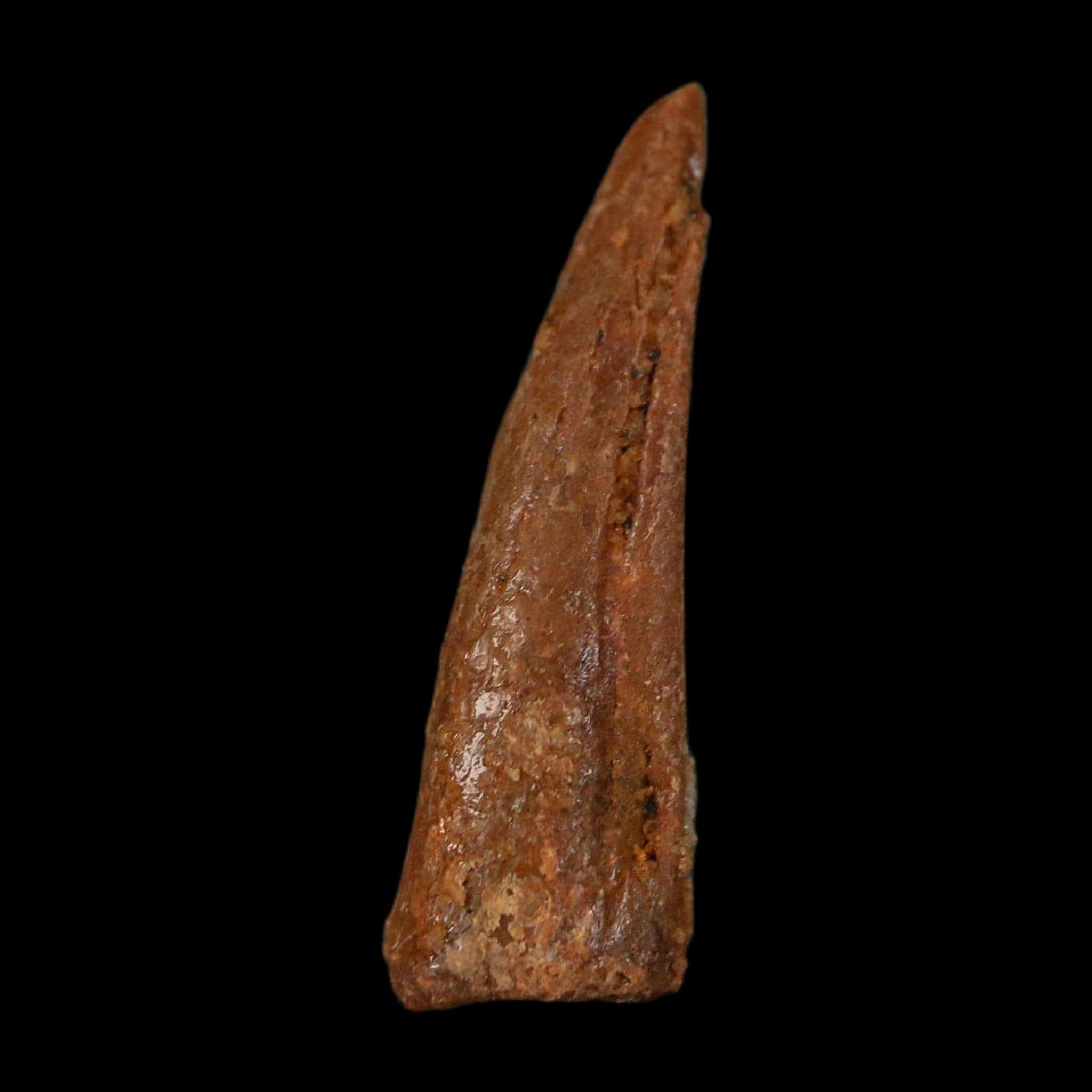 0.7" Dromaeosaurid Raptor Fossil Claw Cretaceous Age Dinosaur COA, Display - Fossil Age Minerals