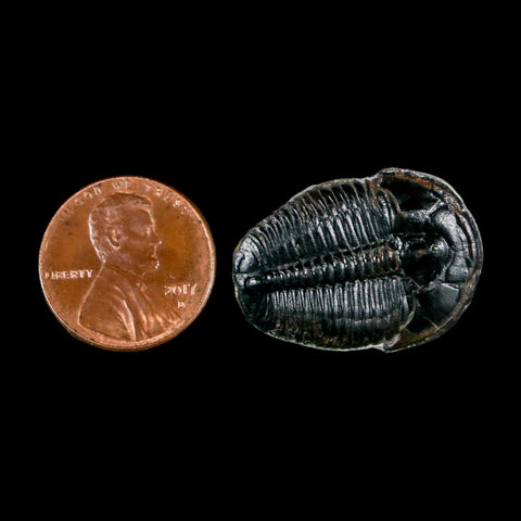 1" Elrathia Kingi Trilobite Fossil Utah Cambrian Age 521 Million Years Old COA - Fossil Age Minerals