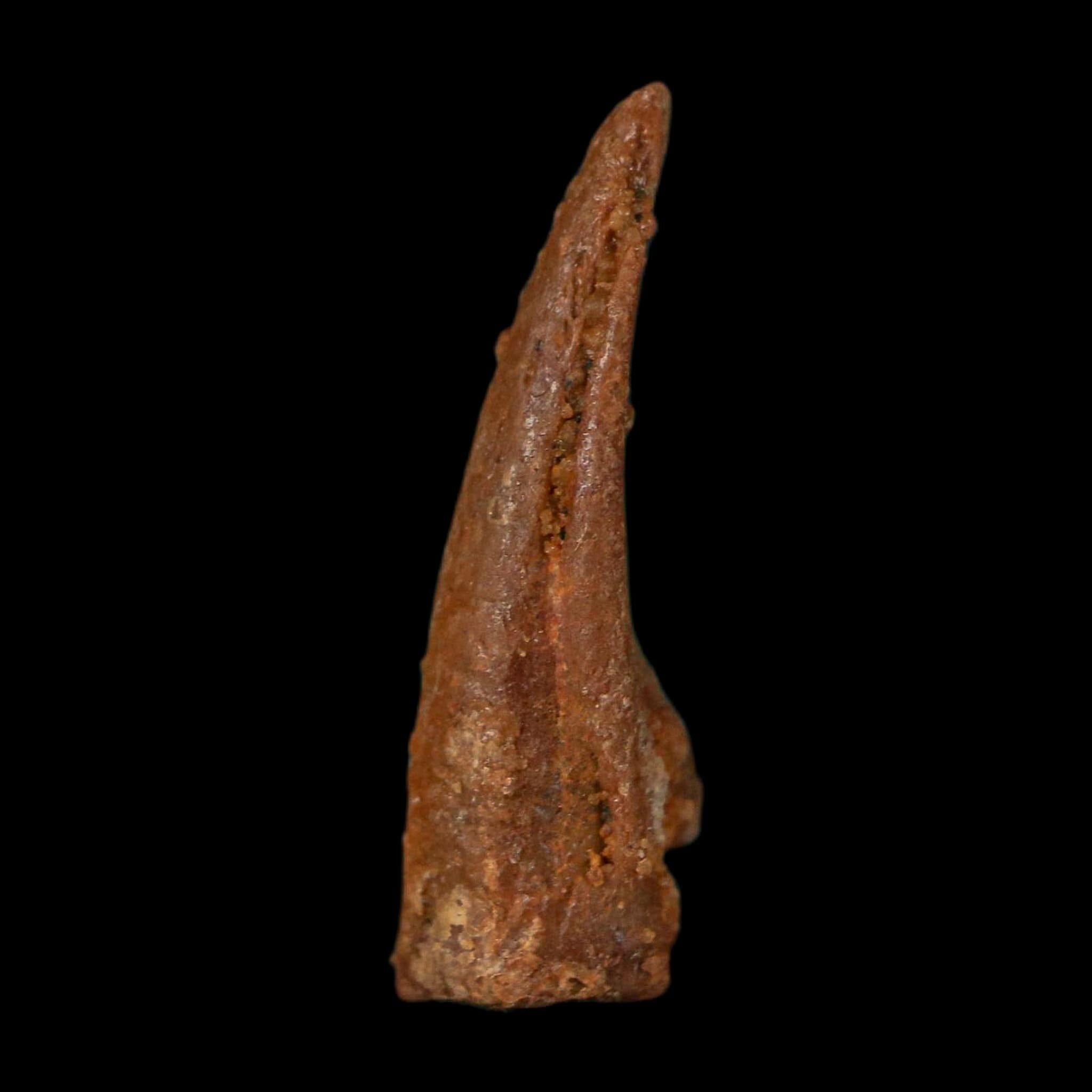0.7" Dromaeosaurid Raptor Fossil Claw Cretaceous Age Dinosaur COA, Display - Fossil Age Minerals