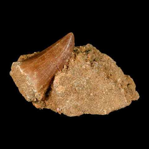 1.6" Mosasaur Baugei Fossil Tooth In Matrix Cretaceous Dinosaur Era COA - Fossil Age Minerals