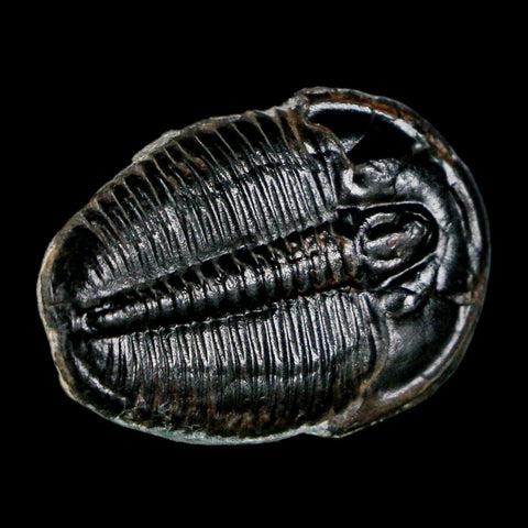 1" Elrathia Kingi Trilobite Fossil Utah Cambrian Age 521 Million Years Old COA - Fossil Age Minerals