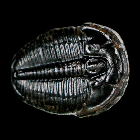 1" Elrathia Kingi Trilobite Fossil Utah Cambrian Age 521 Million Years Old COA
