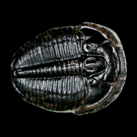 1" Elrathia Kingi Trilobite Fossil Utah Cambrian Age 521 Million Years Old COA - Fossil Age Minerals