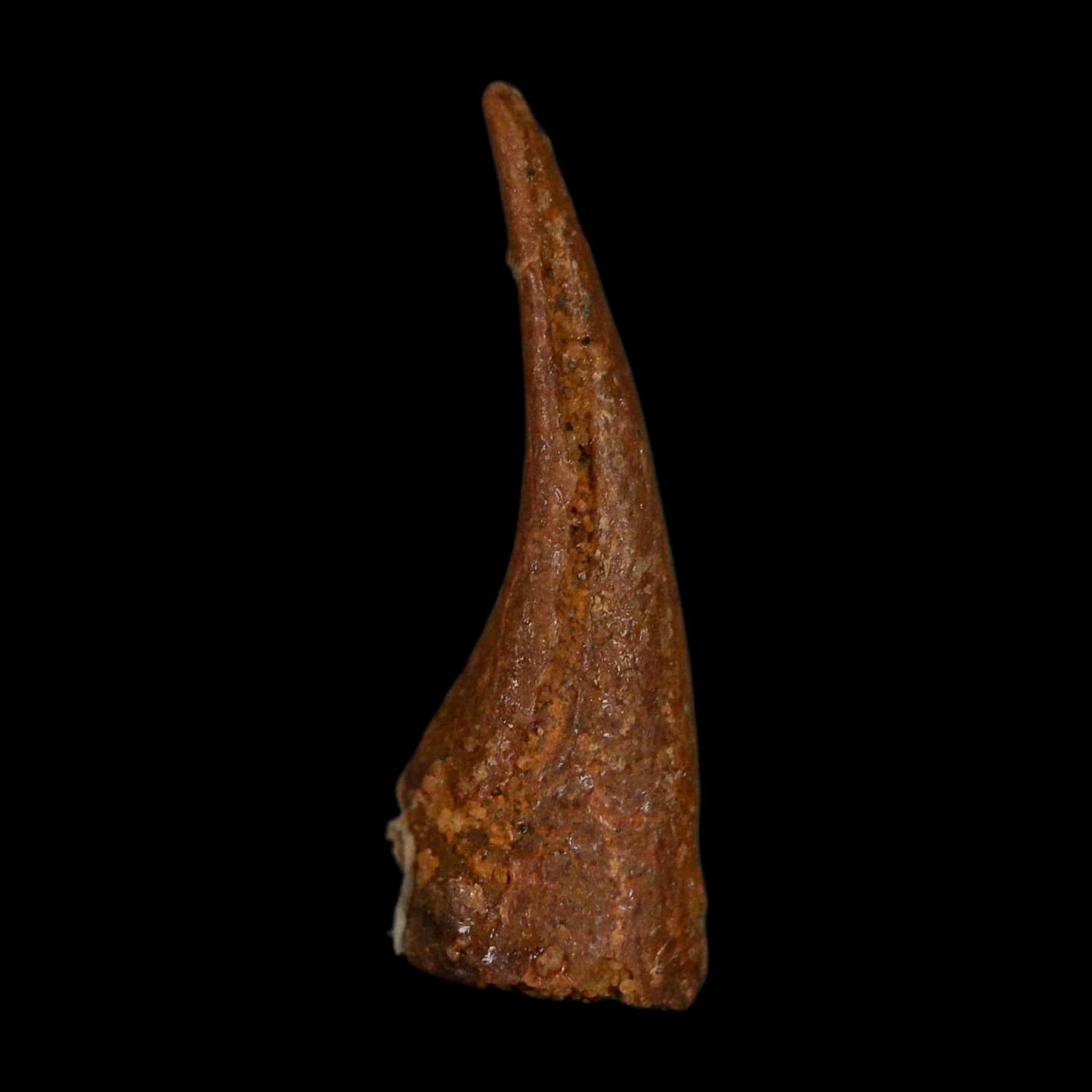 0.7" Dromaeosaurid Raptor Fossil Claw Cretaceous Age Dinosaur COA, Display - Fossil Age Minerals