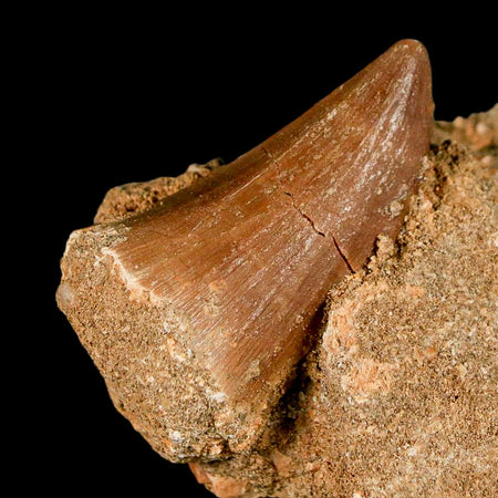 1.6" Mosasaur Baugei Fossil Tooth In Matrix Cretaceous Dinosaur Era COA