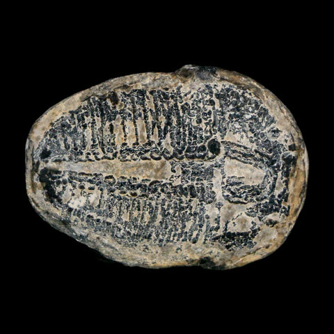 1" Elrathia Kingi Trilobite Fossil Utah Cambrian Age 521 Million Years Old COA - Fossil Age Minerals