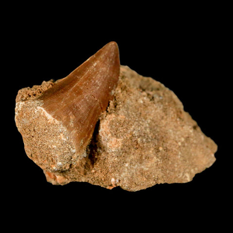 1.6" Mosasaur Baugei Fossil Tooth In Matrix Cretaceous Dinosaur Era COA - Fossil Age Minerals