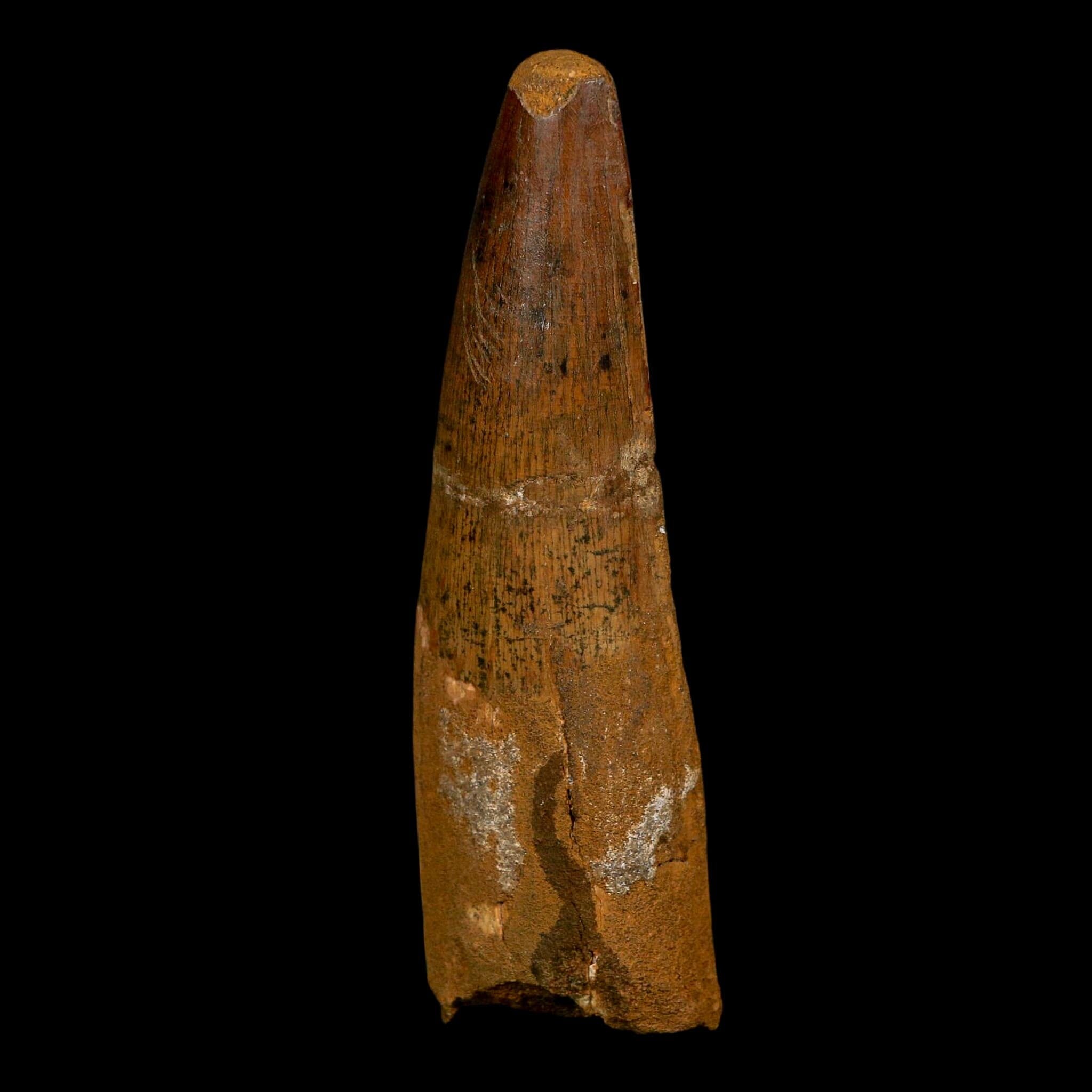 XL 3.7" Spinosaurus Fossil Tooth 100 Million Years Old Cretaceous Dinosaur COA