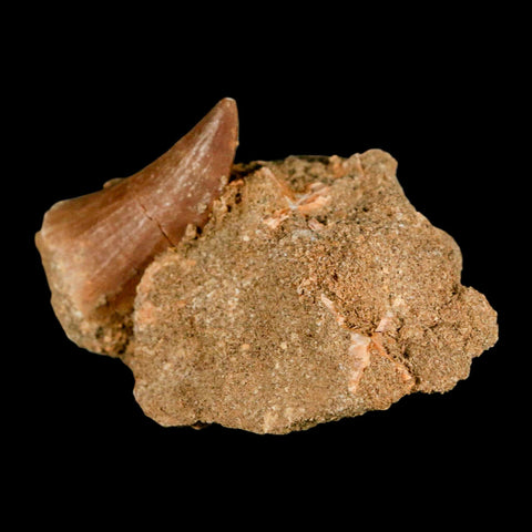 1.6" Mosasaur Baugei Fossil Tooth In Matrix Cretaceous Dinosaur Era COA - Fossil Age Minerals