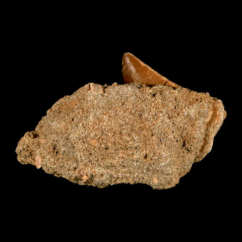 1.6" Mosasaur Baugei Fossil Tooth In Matrix Cretaceous Dinosaur Era COA - Fossil Age Minerals