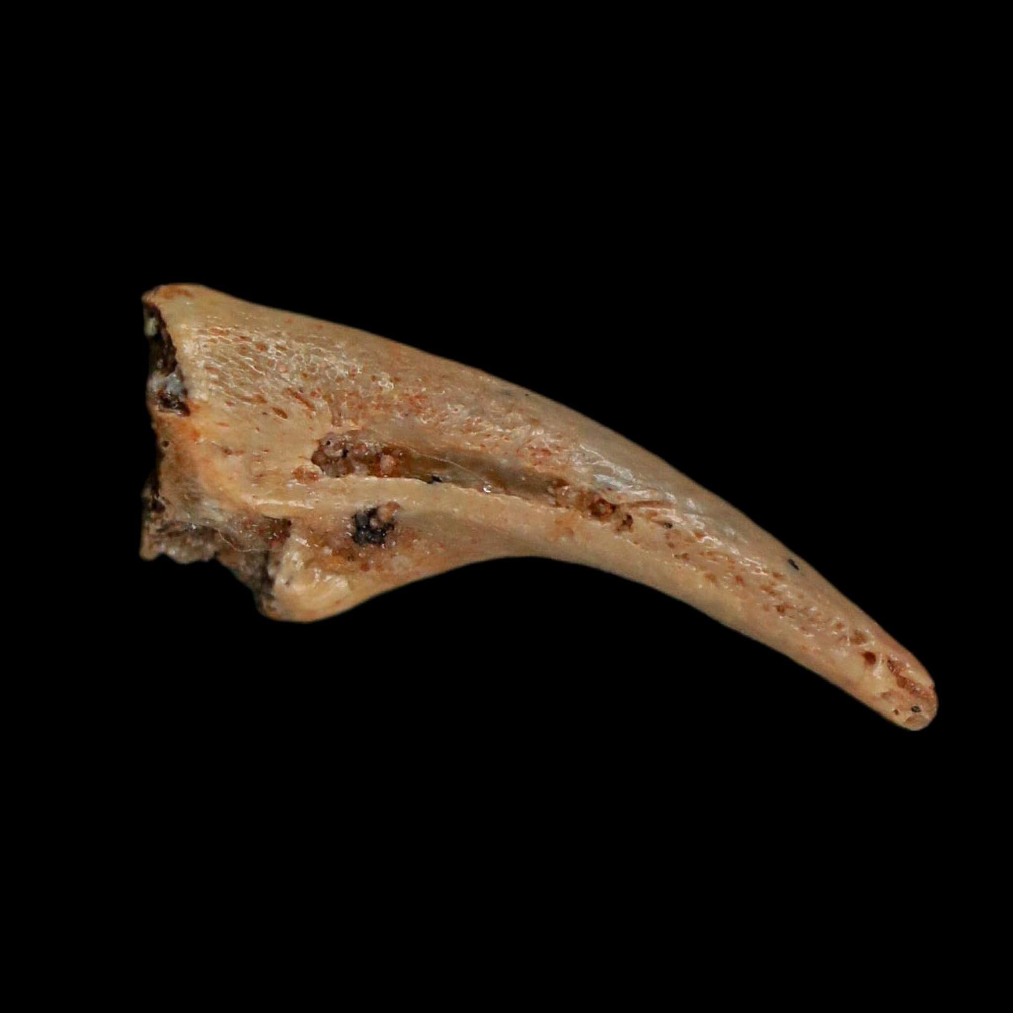 0.6" Dromaeosaurid Raptor Fossil Claw Cretaceous Age Dinosaur COA, Display - Fossil Age Minerals