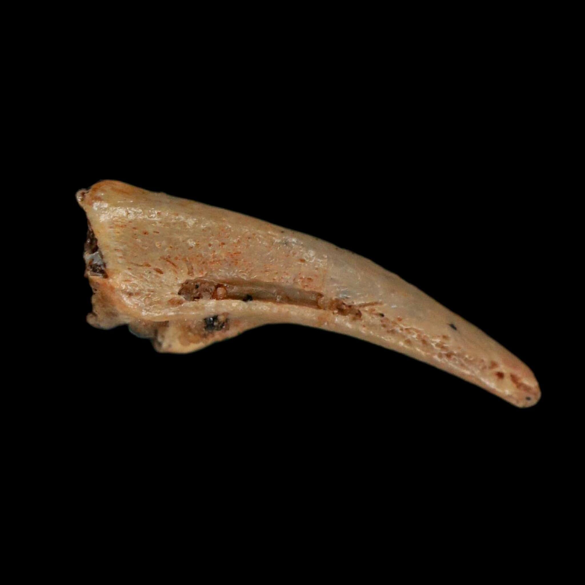 0.6" Dromaeosaurid Raptor Fossil Claw Cretaceous Age Dinosaur COA, Display - Fossil Age Minerals