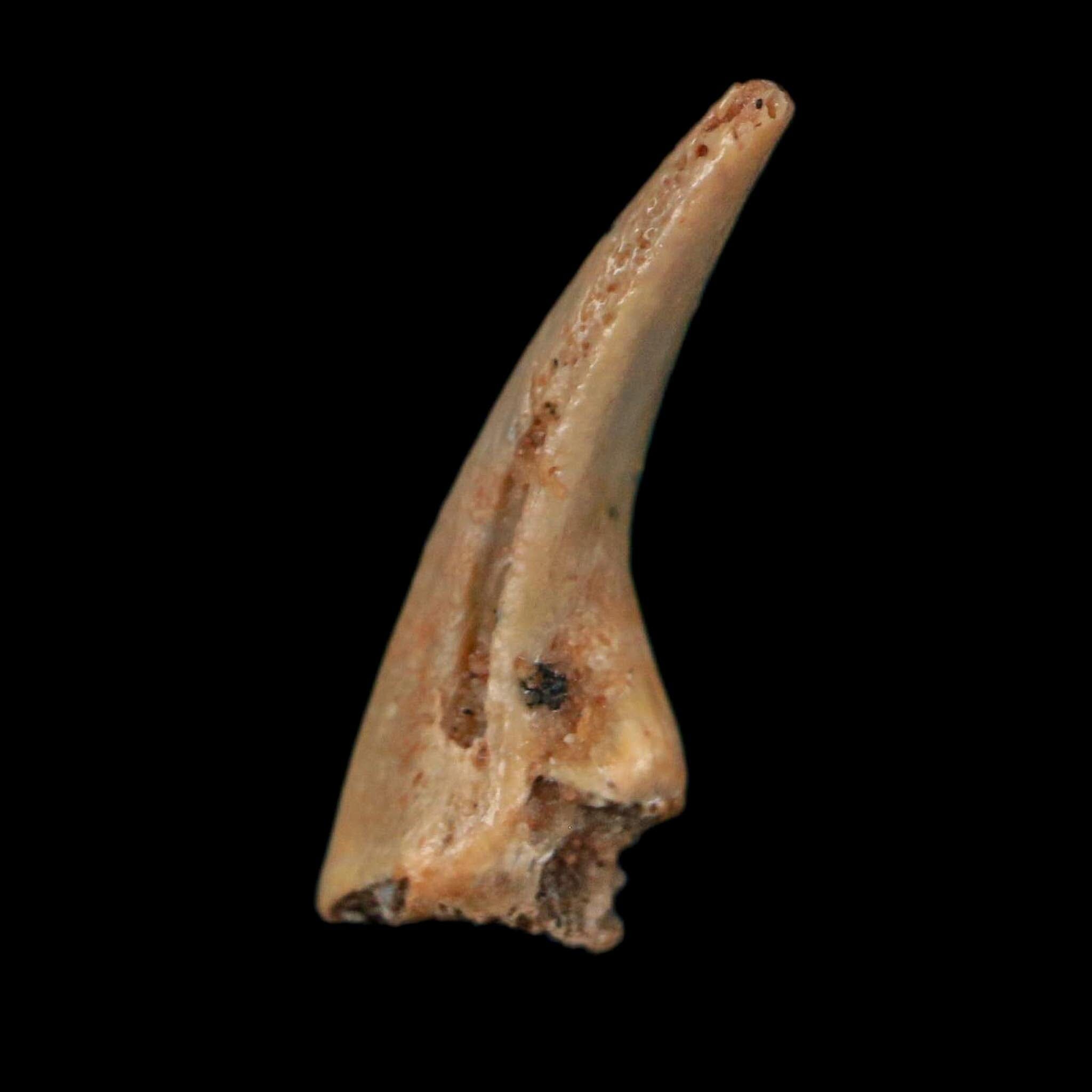 0.6" Dromaeosaurid Raptor Fossil Claw Cretaceous Age Dinosaur COA, Display - Fossil Age Minerals