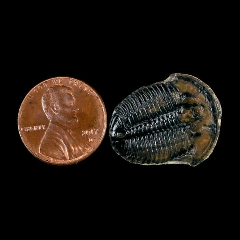 0.9" Elrathia Kingi Trilobite Fossil Utah Cambrian Age 521 Million Years Old COA - Fossil Age Minerals