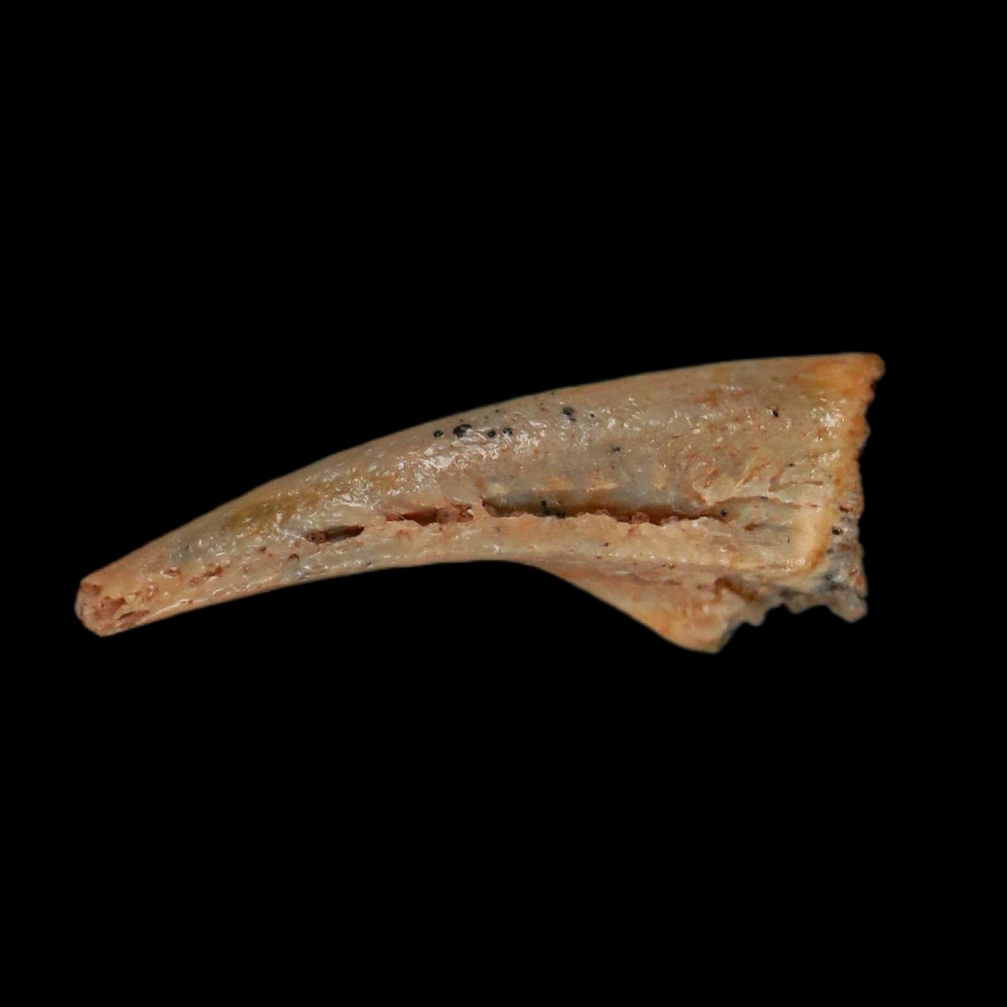 0.6" Dromaeosaurid Raptor Fossil Claw Cretaceous Age Dinosaur COA, Display - Fossil Age Minerals