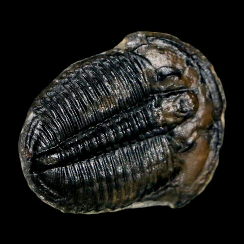 0.9" Elrathia Kingi Trilobite Fossil Utah Cambrian Age 521 Million Years Old COA - Fossil Age Minerals
