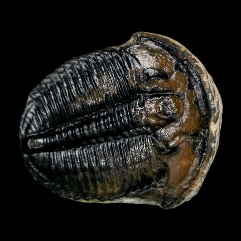 0.9" Elrathia Kingi Trilobite Fossil Utah Cambrian Age 521 Million Years Old COA - Fossil Age Minerals