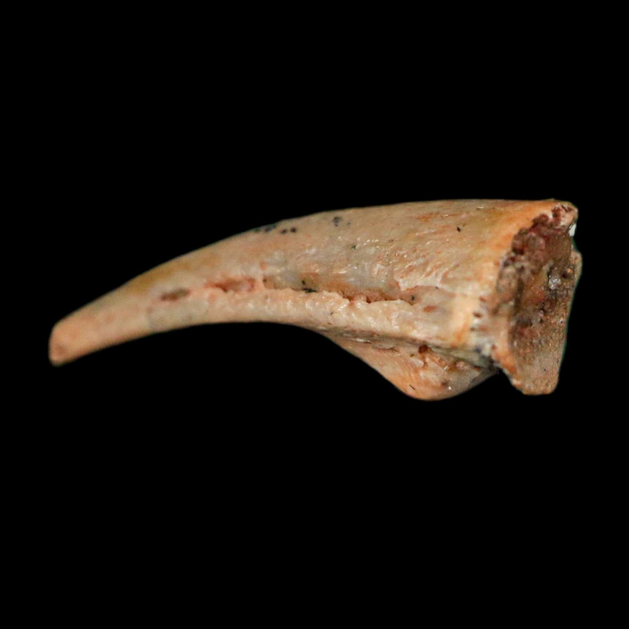 0.6" Dromaeosaurid Raptor Fossil Claw Cretaceous Age Dinosaur COA, Display - Fossil Age Minerals