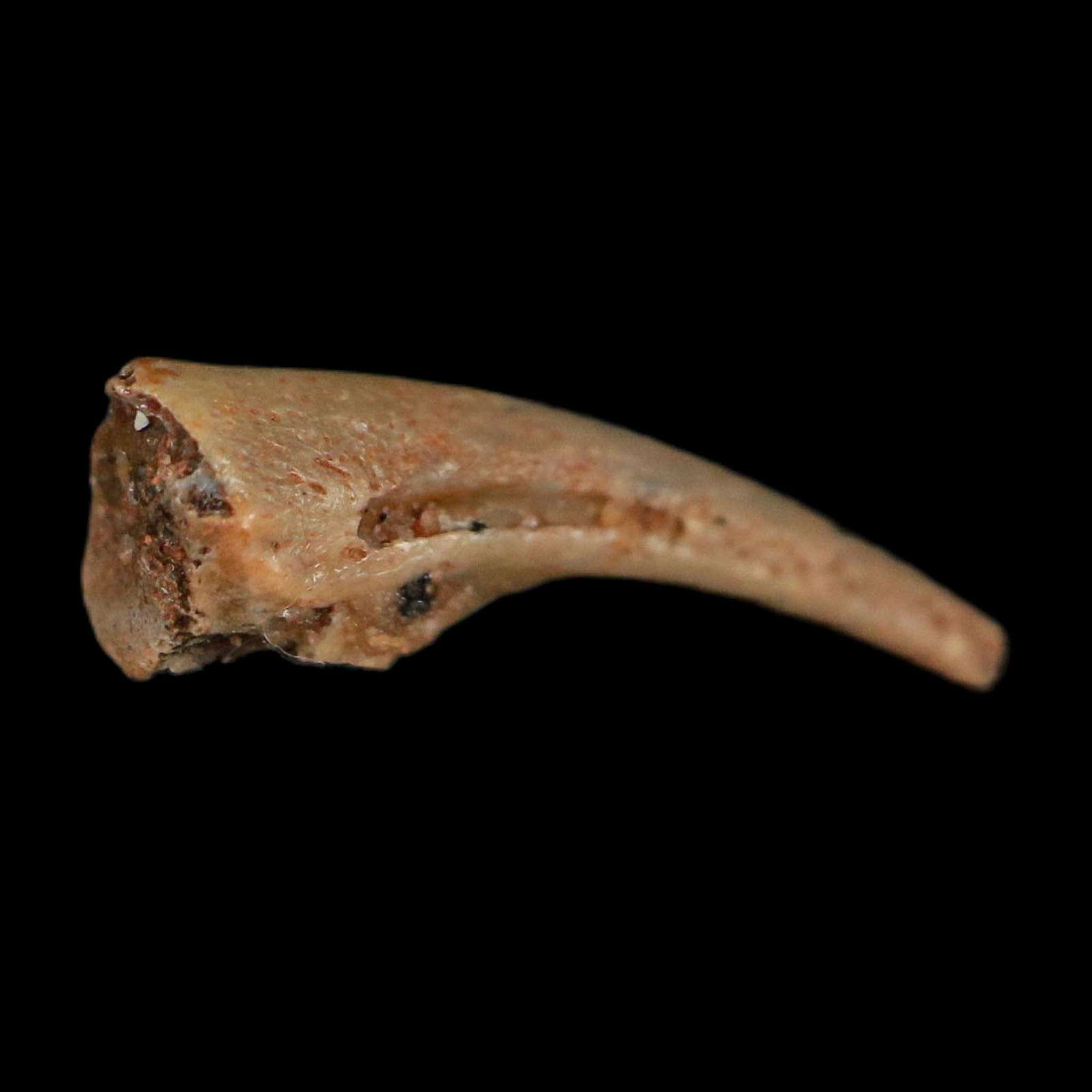 0.6" Dromaeosaurid Raptor Fossil Claw Cretaceous Age Dinosaur COA, Display - Fossil Age Minerals