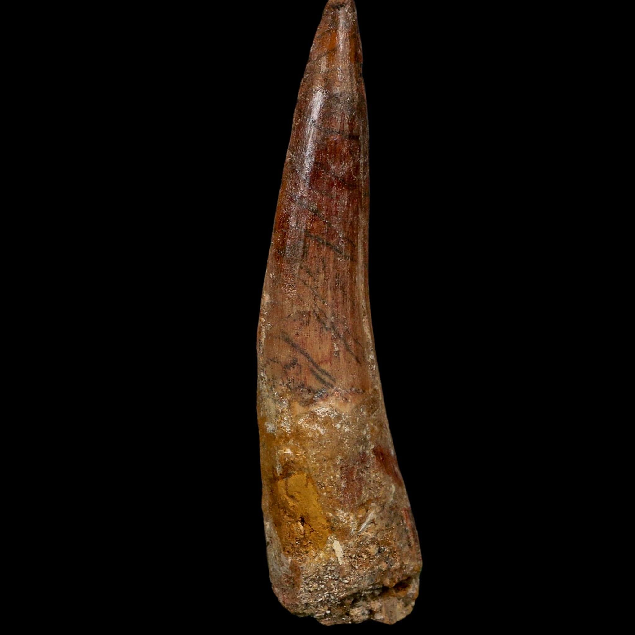 XL 3.6" Spinosaurus Fossil Tooth 100 Million Years Old Cretaceous Dinosaur COA