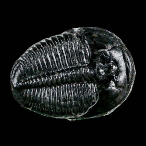 1" Elrathia Kingi Trilobite Fossil Utah Cambrian Age 521 Million Years Old COA - Fossil Age Minerals