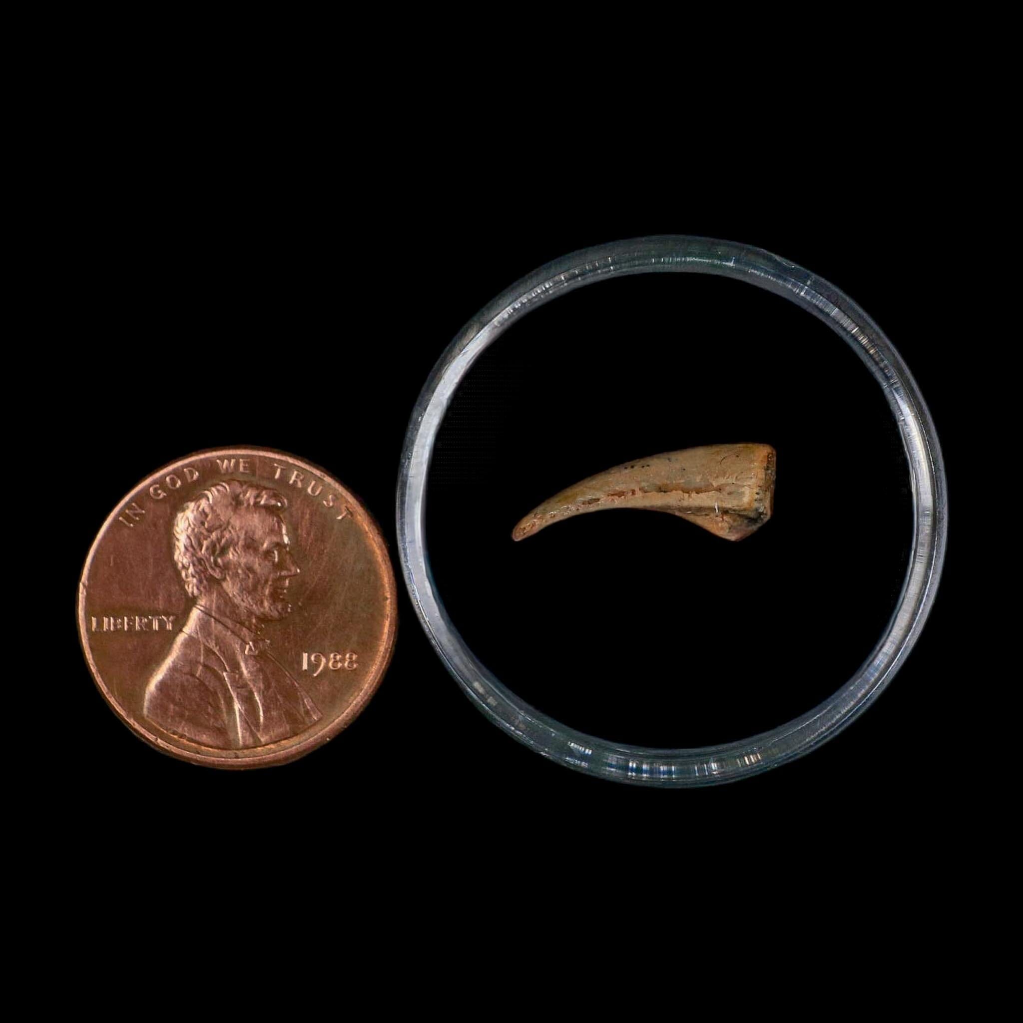 0.6" Dromaeosaurid Raptor Fossil Claw Cretaceous Age Dinosaur COA, Display - Fossil Age Minerals