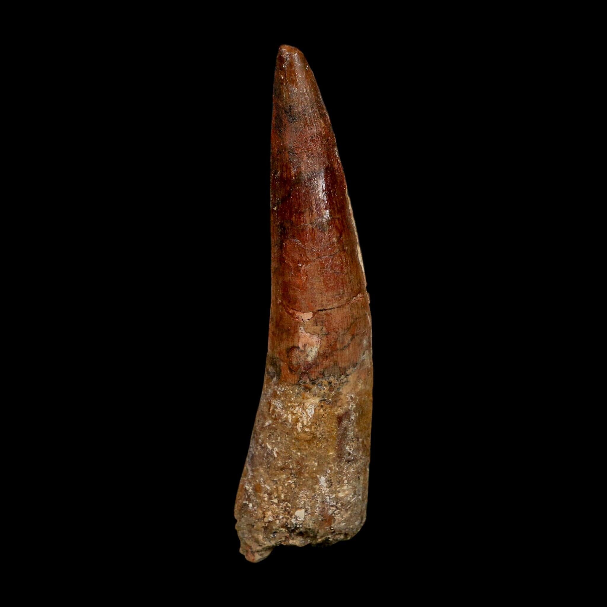 XL 3.6" Spinosaurus Fossil Tooth 100 Million Years Old Cretaceous Dinosaur COA