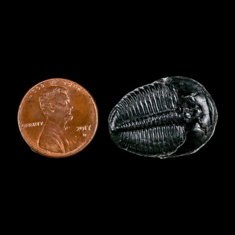 1" Elrathia Kingi Trilobite Fossil Utah Cambrian Age 521 Million Years Old COA - Fossil Age Minerals