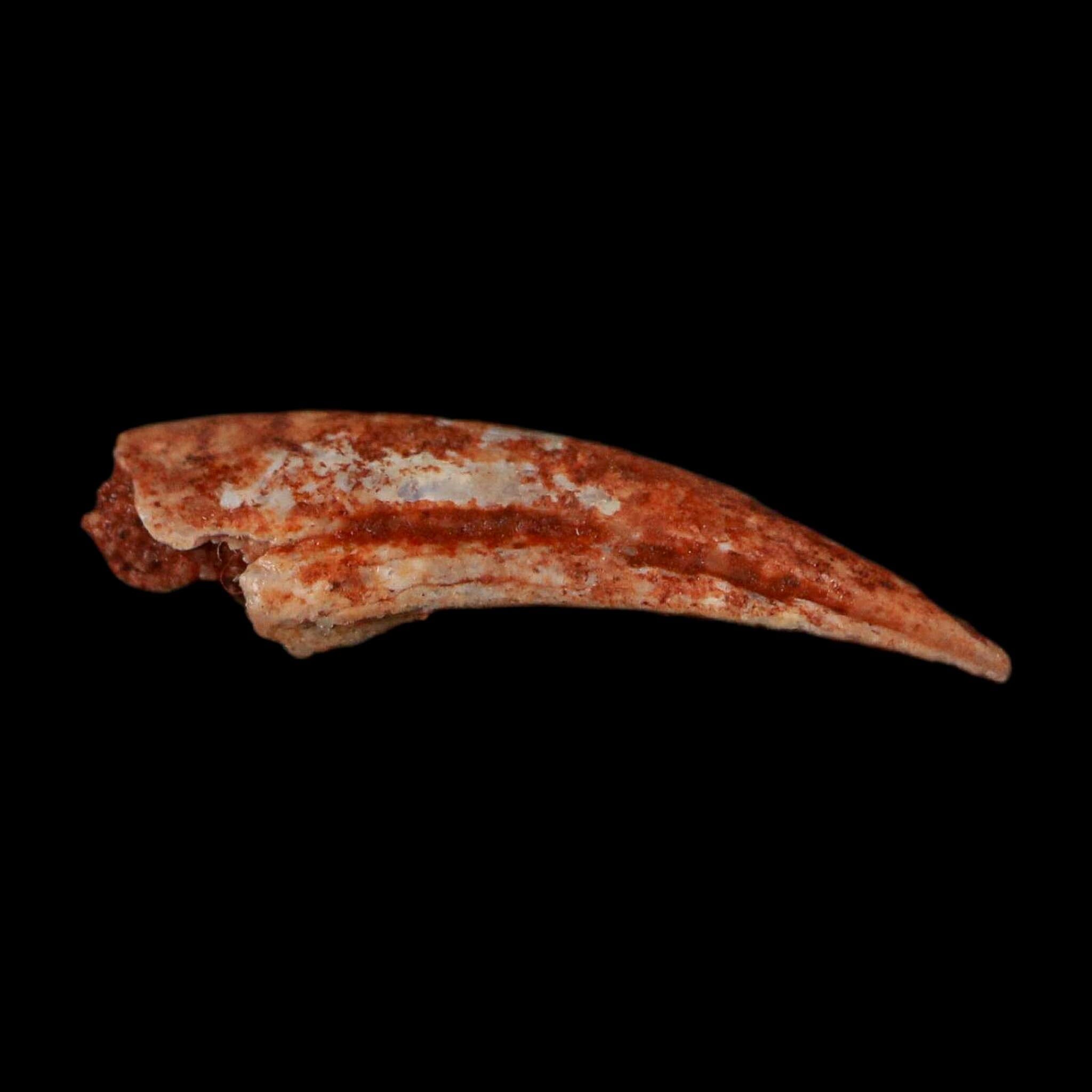 0.7" Dromaeosaurid Raptor Fossil Claw Cretaceous Age Dinosaur COA, Display - Fossil Age Minerals