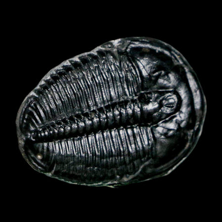 1" Elrathia Kingi Trilobite Fossil Utah Cambrian Age 521 Million Years Old COA