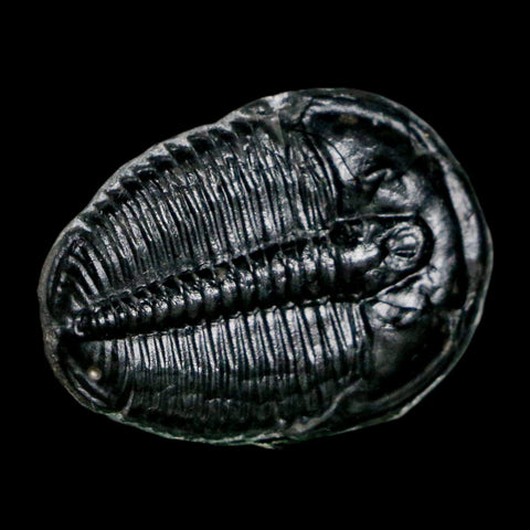1" Elrathia Kingi Trilobite Fossil Utah Cambrian Age 521 Million Years Old COA - Fossil Age Minerals