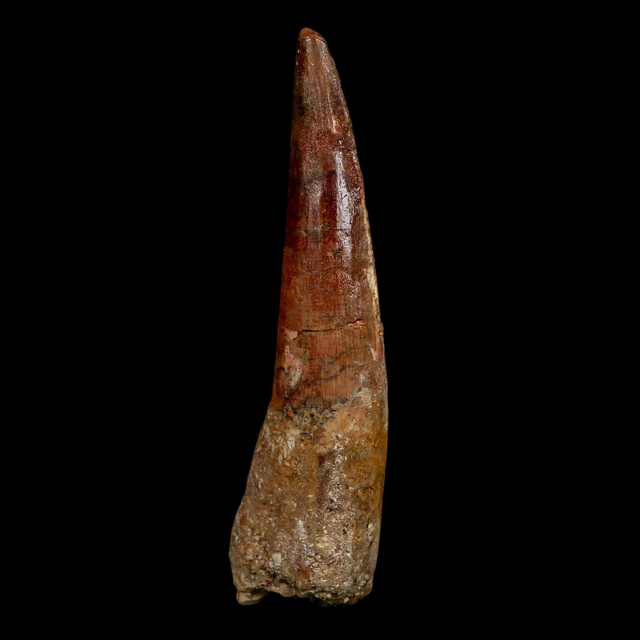 XL 3.6" Spinosaurus Fossil Tooth 100 Million Years Old Cretaceous Dinosaur COA