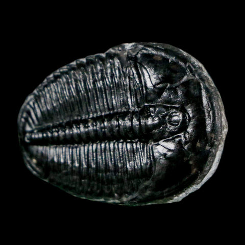 1" Elrathia Kingi Trilobite Fossil Utah Cambrian Age 521 Million Years Old COA - Fossil Age Minerals